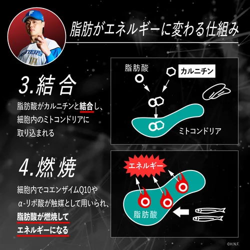 レッドギア+ナクセルセット | プロテイン・サプリ（クレアチン、EAA